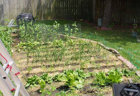 veg garden